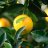 NopeTheLemon